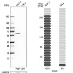 Merck Anti-ASNS antibody produced in rabbit