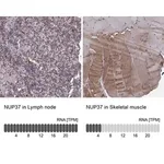 Merck Anti-NUP37 antibody produced in rabbit
