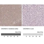 Merck Anti-CACNG4 antibody produced in rabbit