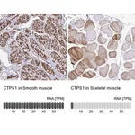 Merck Anti-CTPS1 antibody produced in rabbit