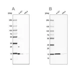Merck Anti-CCDC58 antibody produced in rabbit
