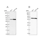 Merck Anti-DLAT antibody produced in rabbit
