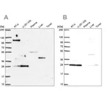 Merck Anti-POLR2E antibody produced in rabbit