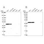 Merck Anti-IDH3A antibody produced in rabbit