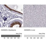 Merck Anti-ADAM28 antibody produced in rabbit