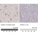 Merck Anti-LINGO1 antibody produced in rabbit