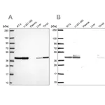 Merck Anti-STRAP antibody produced in rabbit