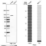 Merck Anti-POLK antibody produced in rabbit