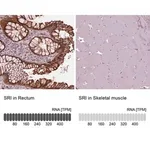Merck Anti-SRI antibody produced in rabbit