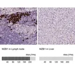 Merck Anti-MZB1 antibody produced in rabbit