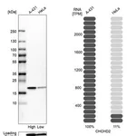 Merck Anti-CHCHD2 antibody produced in rabbit