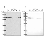 Merck Anti-SNX1 antibody produced in rabbit