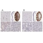Merck Anti-BFSP2 antibody produced in rabbit