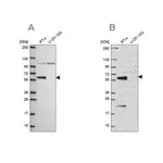 Merck Anti-IRF6 antibody produced in rabbit