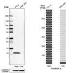 Merck Anti-SH3BGRL3 antibody produced in rabbit