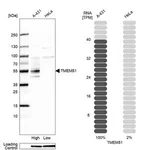 Merck Anti-TMEM51 antibody produced in rabbit