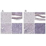 Merck Anti-RP1L1 antibody produced in rabbit