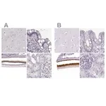 Merck Anti-IMPG1 antibody produced in rabbit