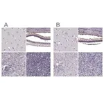 Merck Anti-RP1L1 antibody produced in rabbit