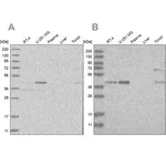 Merck Anti-RTCA antibody produced in rabbit