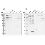 Merck Anti-PUM1 antibody produced in rabbit