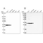 Merck Anti-RPS3A antibody produced in rabbit