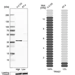 Merck Anti-TRIM27 antibody produced in rabbit