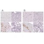 Merck Anti-POMC antibody produced in rabbit