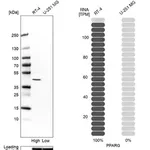 Merck Anti-PPARG antibody produced in rabbit