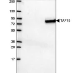 Merck Anti-TAF15 antibody produced in rabbit