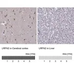 Merck Anti-LRFN2 antibody produced in rabbit