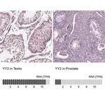 Merck Anti-YY2 antibody produced in rabbit