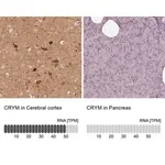 Merck Anti-CRYM antibody produced in rabbit