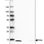 Merck Anti-PIN4 antibody produced in rabbit