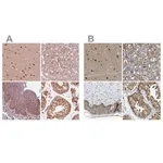 Merck Anti-PSMC5 antibody produced in rabbit