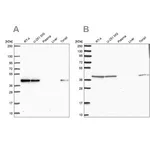 Merck Anti-IDH3B antibody produced in rabbit