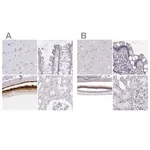 Merck Anti-IMPG1 antibody produced in rabbit