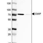 Merck Anti-CMIP antibody produced in rabbit
