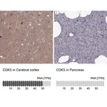 Merck Anti-CDK5 antibody produced in rabbit