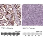 Merck Anti-RASA1 antibody produced in rabbit