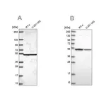 Merck Anti-IPO4 antibody produced in rabbit