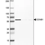 Merck Anti-CCNB1 antibody produced in rabbit