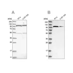 Merck Anti-OGT antibody produced in rabbit