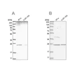 Merck Anti-GRB2 antibody produced in rabbit