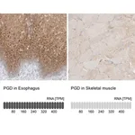 Merck Anti-PGD antibody produced in rabbit