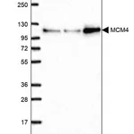 Merck Anti-MCM4 antibody produced in rabbit