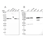 Merck Anti-SDHA antibody produced in rabbit
