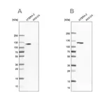 Merck Anti-HSPH1 antibody produced in rabbit