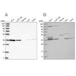 Merck Anti-VTA1 antibody produced in rabbit