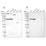 Merck Anti-PPIL4 antibody produced in rabbit